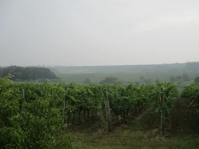 img-2704.jpg